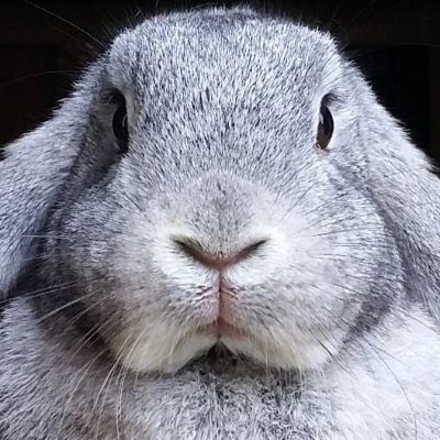 OBDsity | Bunnies in a Bun Dance's profile picture