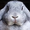 Фото профиля OBDsity | Bunnies in a Bun Dance
