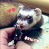 ゆきぽんと茶々丸さん profil fotoğrafı