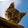 もふもふ動画 profil fotoğrafı