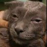 Profilbild von Yazy