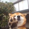 拓海 的头像