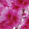 寒緋桜's profile picture