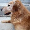 Caro🐂 profil fotoğrafı