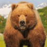Bear.minimum69 的头像