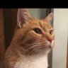 cheese 🐈🇺🇸 profil fotoğrafı