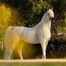 ياسر الفايدي profil fotoğrafı
