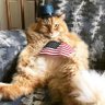 American Cat's profile picture