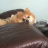 StrawberryPoptart's profile picture