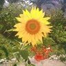 Ana Jorge 🌻's profile picture