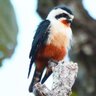 小隼 profil fotoğrafı
