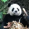 遅咲き中国留学/成都パンダ🐼🇯🇵🇨🇳/ 四川省が好きで成都留学's profile picture