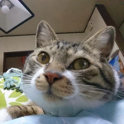 hikarimiyabipon's profile picture