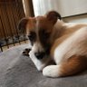 sutaron77🐶 的头像