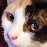 Profilbild von Chobly Oblerobi