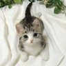 Фото профиля ぱぴとろ