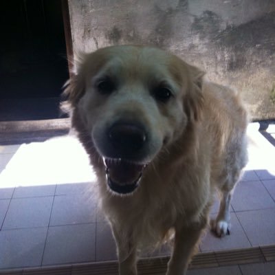 PeonyTo's profile picture