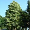 Profilbild von Tree83