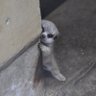 鶏肉's profile picture