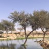 حمودي profil fotoğrafı