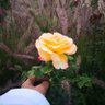 Фото профиля 🇴🇲Ⓜ️¦M'U'S'T'A'F'A¦Ⓜ️🇴🇲