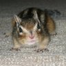 Фото профиля リス子ちゃん🐿あことま22