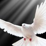 Profilbild von Muslim Khalaf