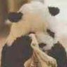 木子至情's profile picture