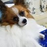 パゲちゃびん profil fotoğrafı