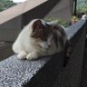 令和の旅's profile picture