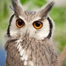 Profilbild von owletcy