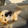 もんもん🌗だが写真の犬はムサシだ! 的头像