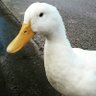 Profilbild von Duck Go