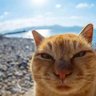 Joe profil fotoğrafı