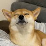 柴犬のらんぼさんwithこつぶ(修行中) profil fotoğrafı