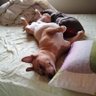 ヒナタヤワカバ profil fotoğrafı