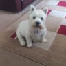 Audrey Watson's profile picture