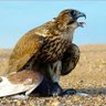 Farooqi profil fotoğrafı