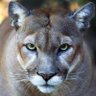 Profilbild von AZCougarsFootball