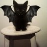 黒猫みぃ 的头像