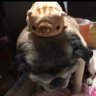 屯田兵隊キャンタマン's profile picture