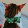 とらのすけ＆ねお profil fotoğrafı
