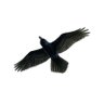 Raven Delacour's profile picture