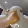 海绵宝宝我们去抓水母吧 的头像