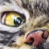 Paul Piesepampel profil fotoğrafı
