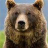 Profilbild von Grizz