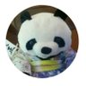 ホーリー profil fotoğrafı