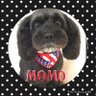 momo's profile picture