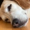 閃影's profile picture