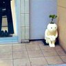 Broccoli profil fotoğrafı
